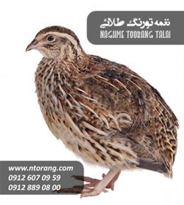 فروش جوجه بلدرچین 40 روزه